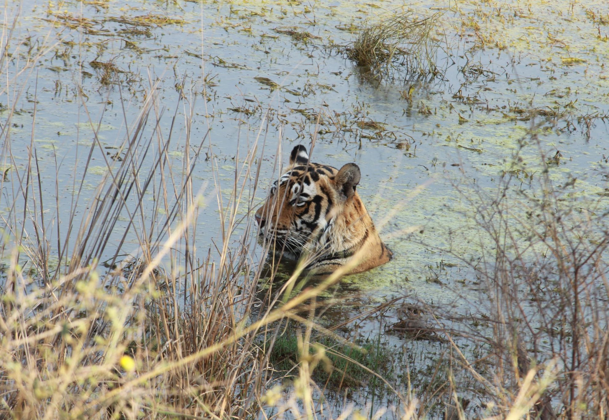 Golden Triangle with Ranthambore -Luxury Oberoi