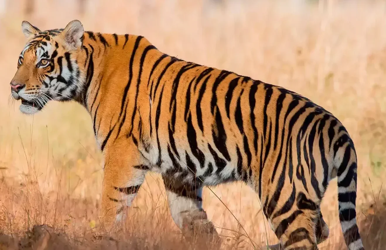 Taj Mahal & Beyond - Tailor Made India 2025 & 2026