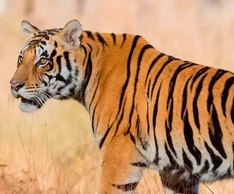 Taj Mahal & Beyond - Tailor Made India 2025 & 2026