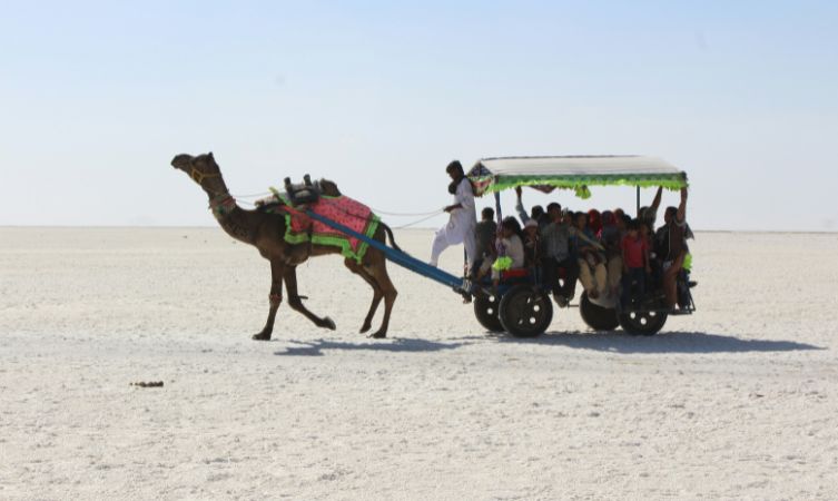 Rann of Kutch camel pulling a cart with people in it - Landscapes of India
