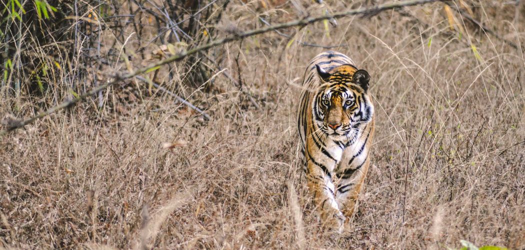 a tiger roaming in the jungle