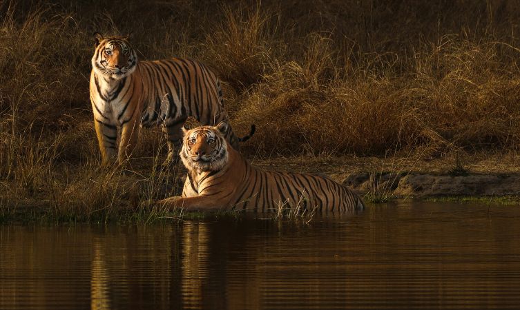Tigers a couple of tigers standing next to a body of water