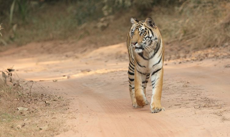 A Tiger Walking in National Park a tiger walking on a dirt road -Bandhavgarh National Park