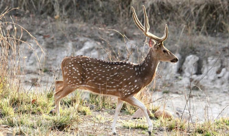 Deer deer spotted stag india cheetal -Bandhavgarh National Park