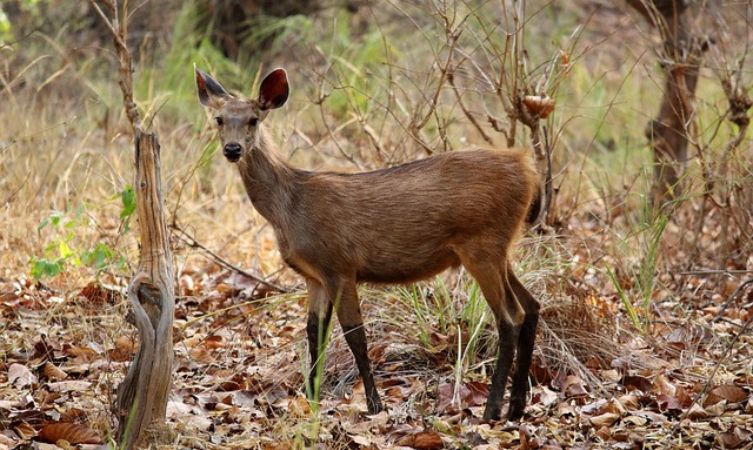Deer deer golden deer ruminant mammal -Bandhavgarh National Park