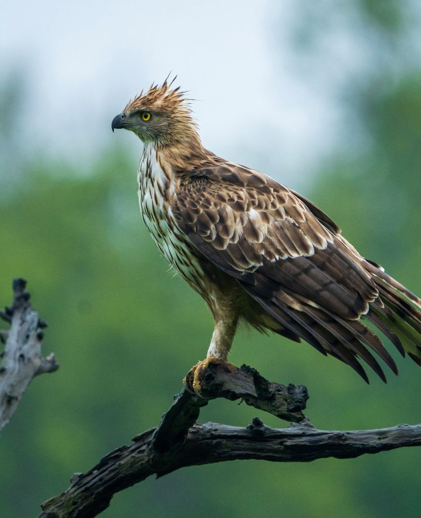 Vulture brown and white bird on brown tree branch during daytime - Bandhavgarh National Park