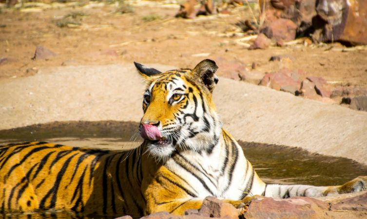 Tiger tiger lying on sand