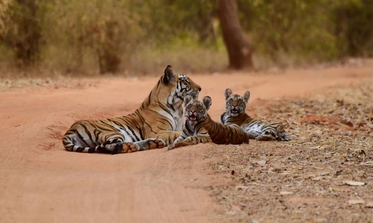 Tiger with cubs three tigers lying on brown sand ay daytime - Bandhavgarh National Park