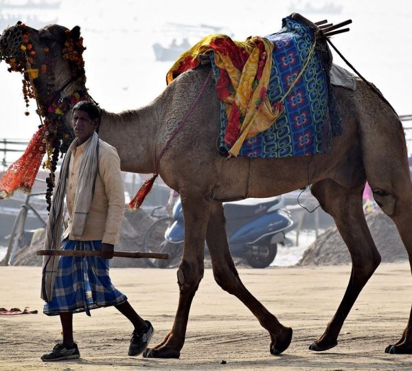 camel animal owner desert travel