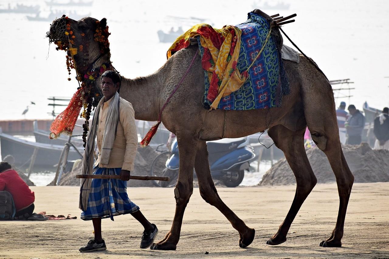 camel animal owner desert travel