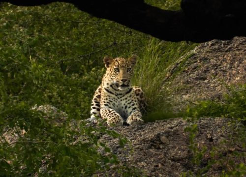 Off Beat Places Around Jawai Leopard Safari