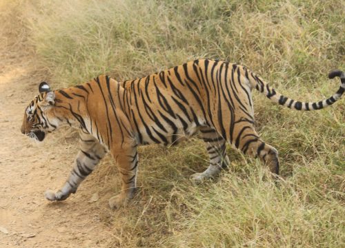 India Wildlife Safari 2024 & 2025