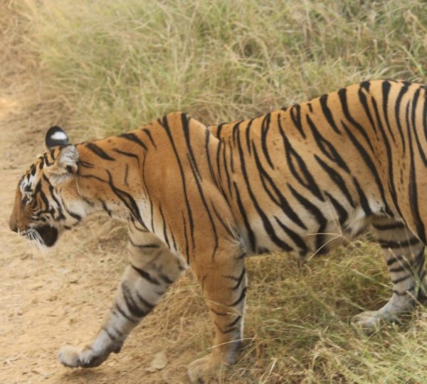 Wildlife india tour (1)