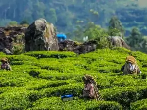 kerala munnar 300x225