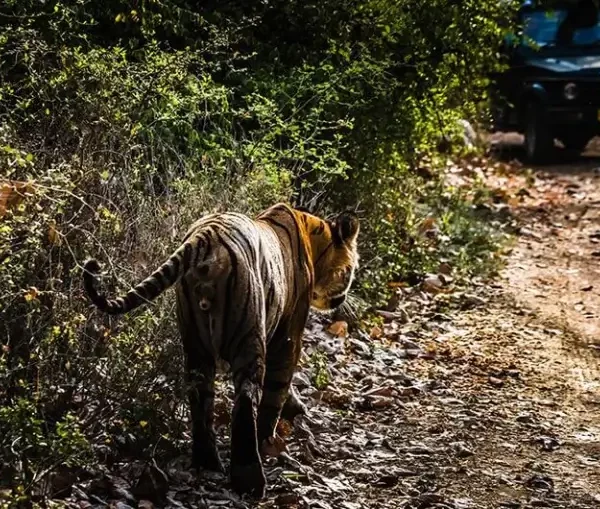 rajasthan savai madhopur 768x509