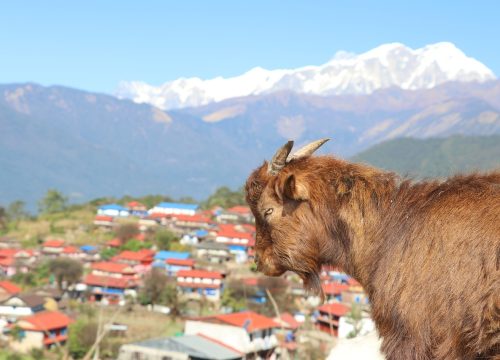 Explore The Treasures Of The Wildlife Parks in Nepal.