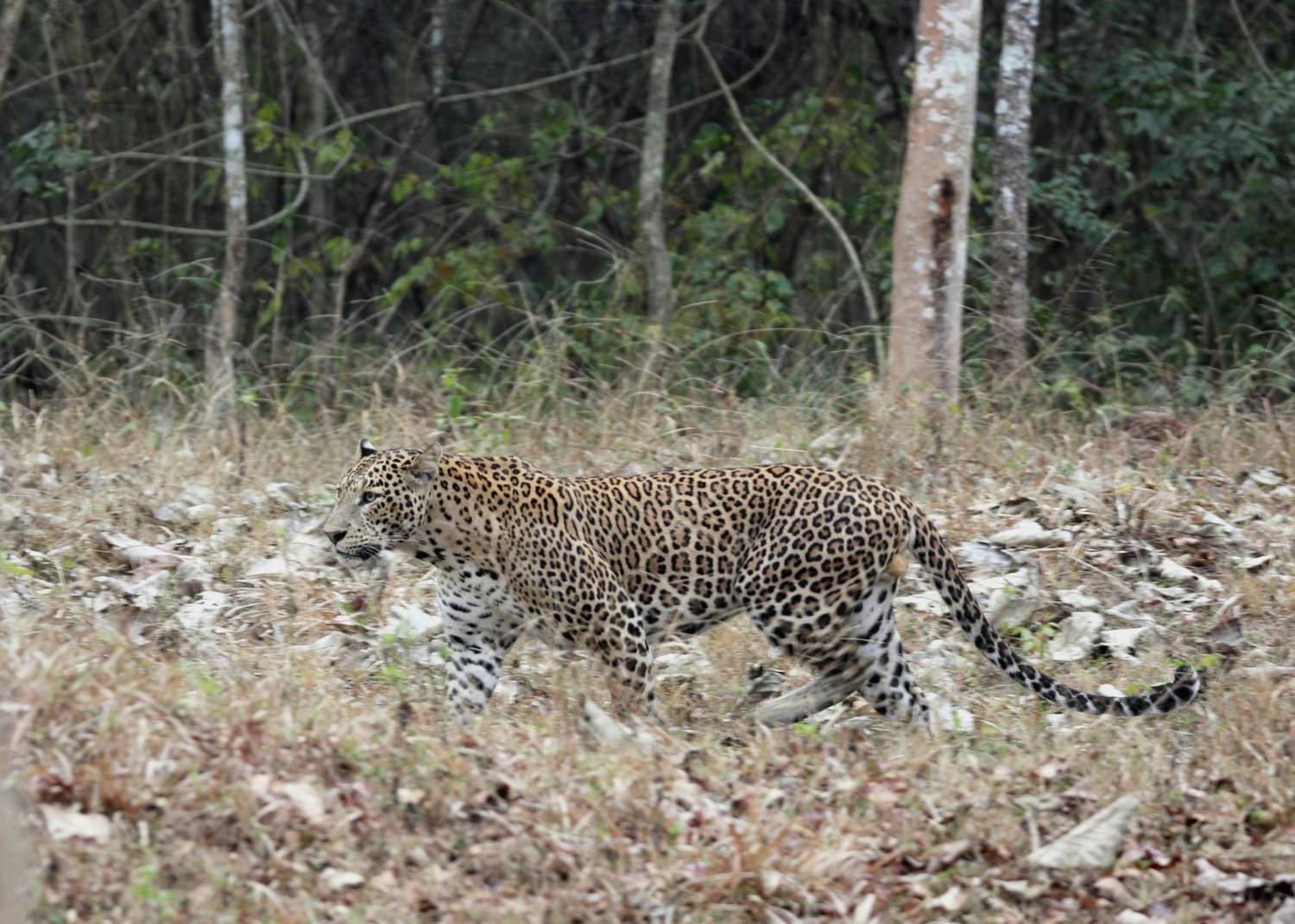 a leopard walking through a forest filled with trees