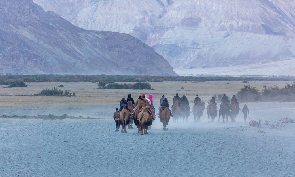 sand bactrian camels travel desert