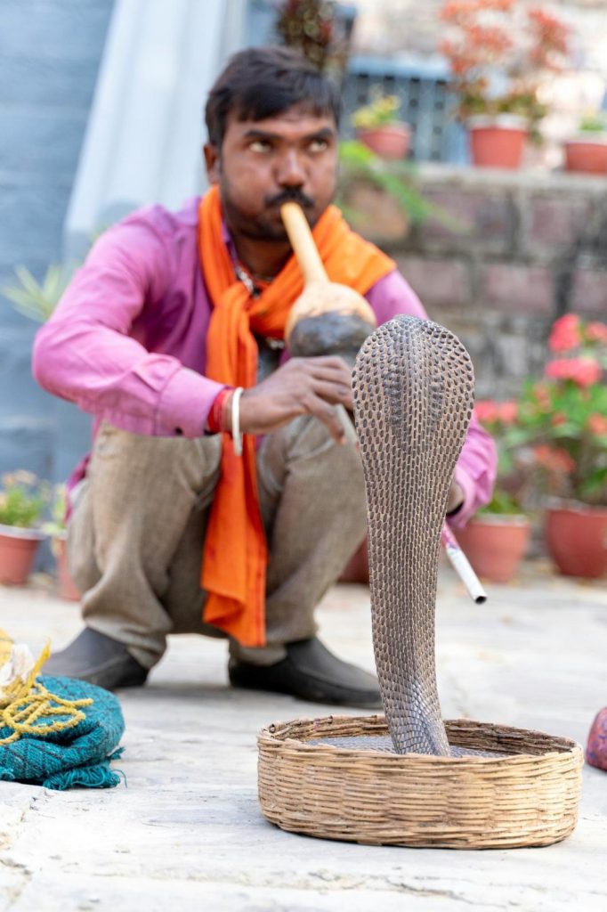 a tribe in India snake charmer with a snake in gujarat India