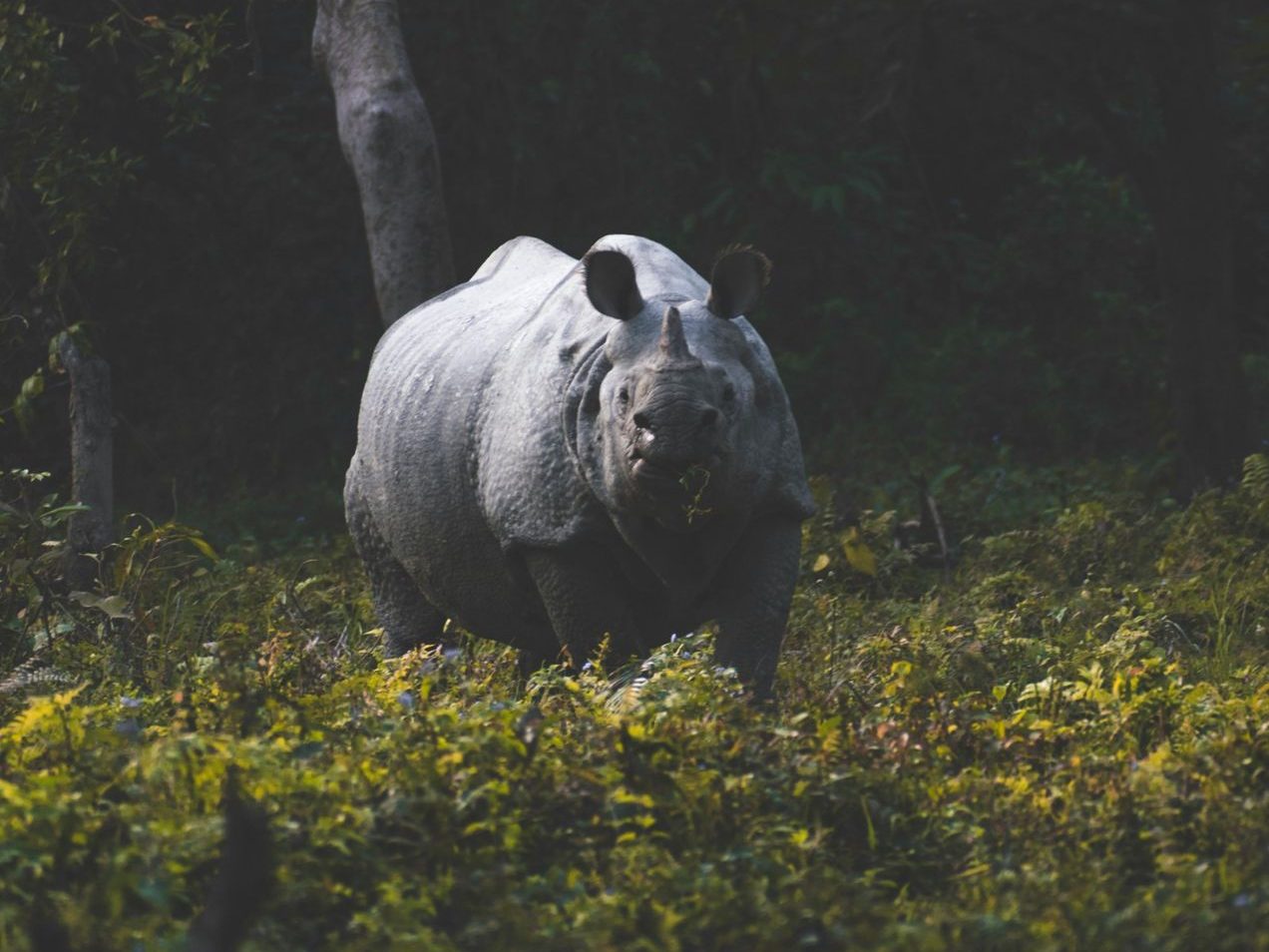wild animal in natonal park in Iindia one horned rhino in national park in India