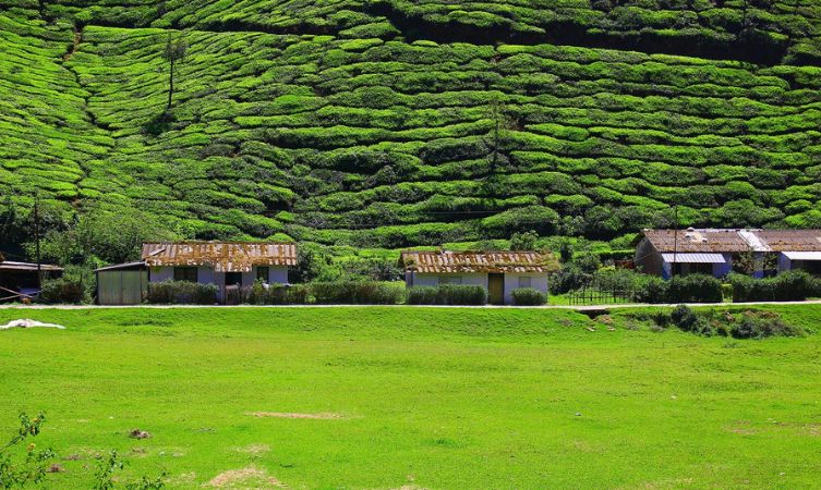 tea plantation nature landscape