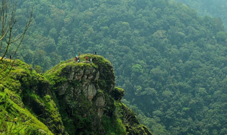 idukki mountain forest trees