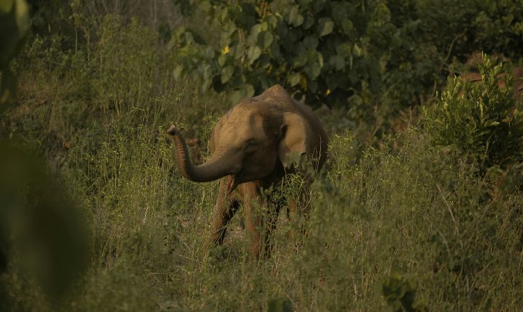 chokkana is a village in kodakkara in thrissur - Kerala tour in december