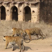 best tiger safari