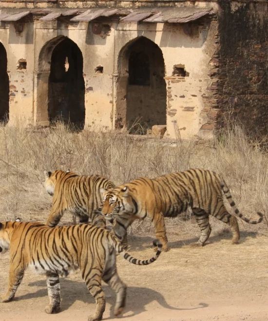 5 Best Tiger Safari in India for Spotting the Majestic Bengal Tiger