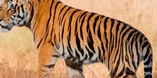 trip to north and central india banner e1712116037712 500x360